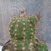 2017.04.28. Könyvtári kaktuszok